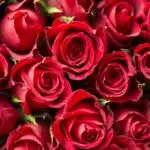 Love And Health:Celebrating Rose Day.
