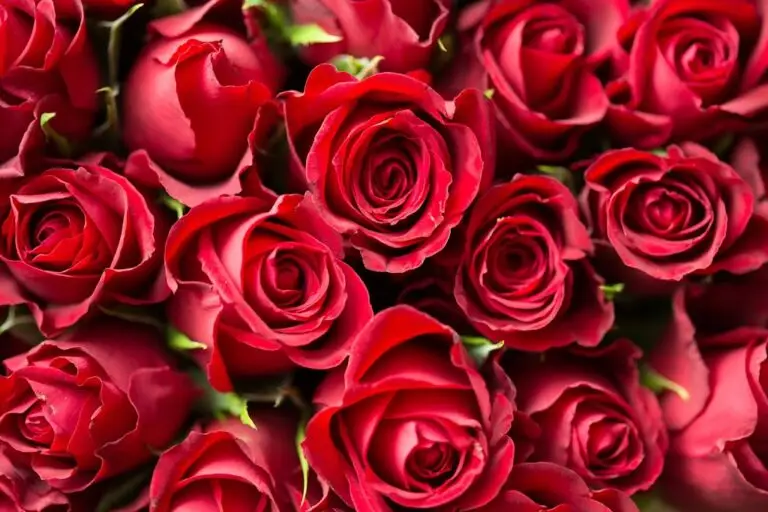 Love And Health:Celebrating Rose Day.