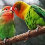 Kiss-mets & Nano-ships: Embracing Spontaneity in Modern Dating..Love and Health Future. two birds on branch