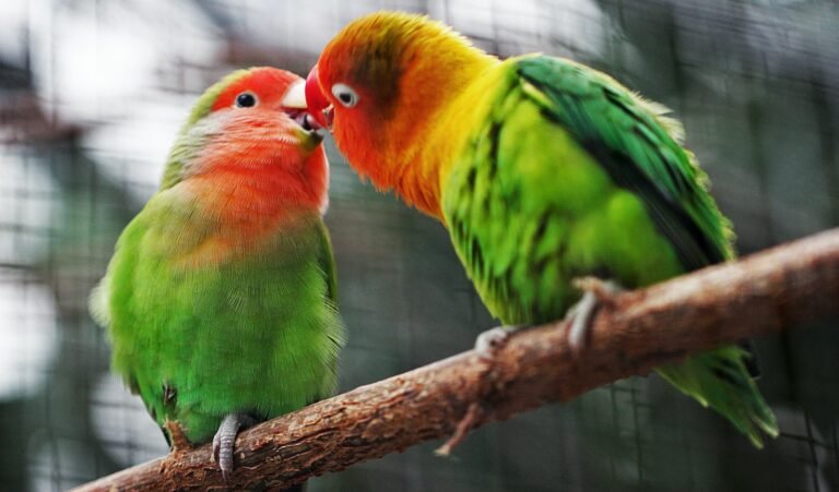 Kiss-mets & Nano-ships: Embracing Spontaneity in Modern Dating..Love and Health Future. two birds on branch