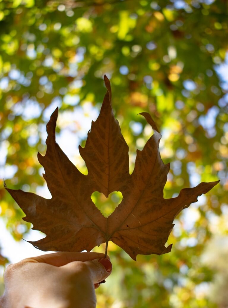 Love and Health Part 2: Deepening Love .and Health Balance in Canadaa person holding a leaf in front of a tree