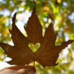 Love and Health Part 2: Deepening Love .and Health Balance in Canadaa person holding a leaf in front of a tree