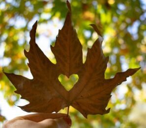 Love and Health Part 2: Deepening Love .and Health Balance in Canadaa person holding a leaf in front of a tree